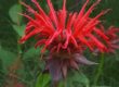 Bee Balm