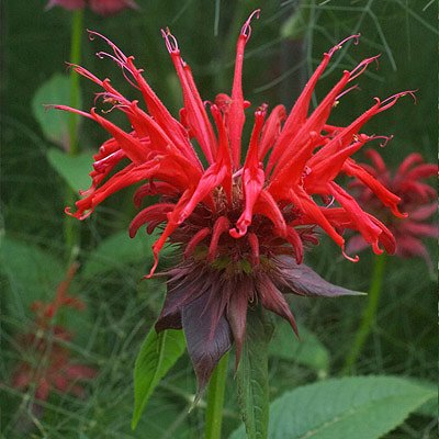 Bee Balm Infused Honey - Bee Wild