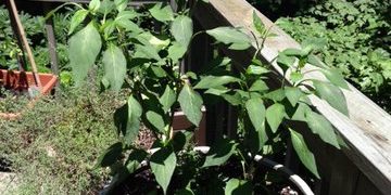Serrano Pepper Plants