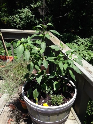 Serrano Pepper Plants